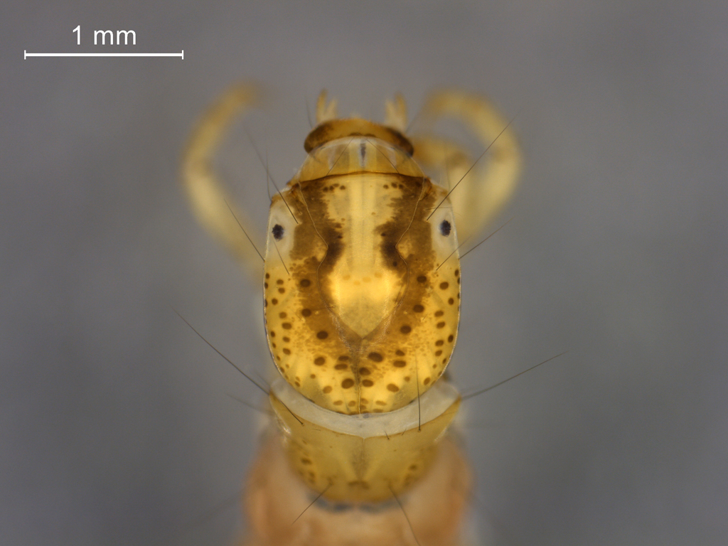 Holocentropus picicornis